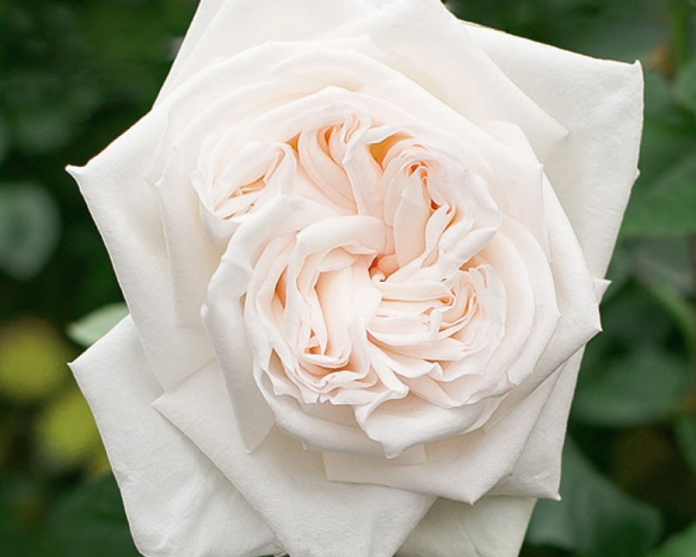 352-White-Ohara-White-Garden-Rose