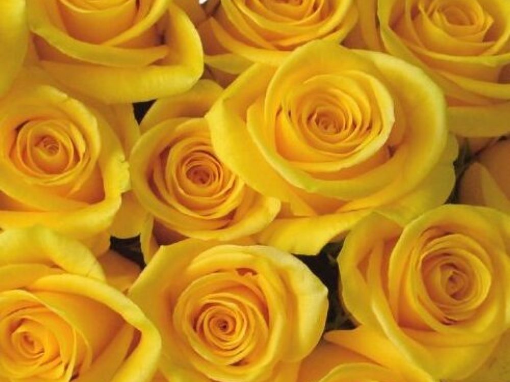Momentum-Rose-1