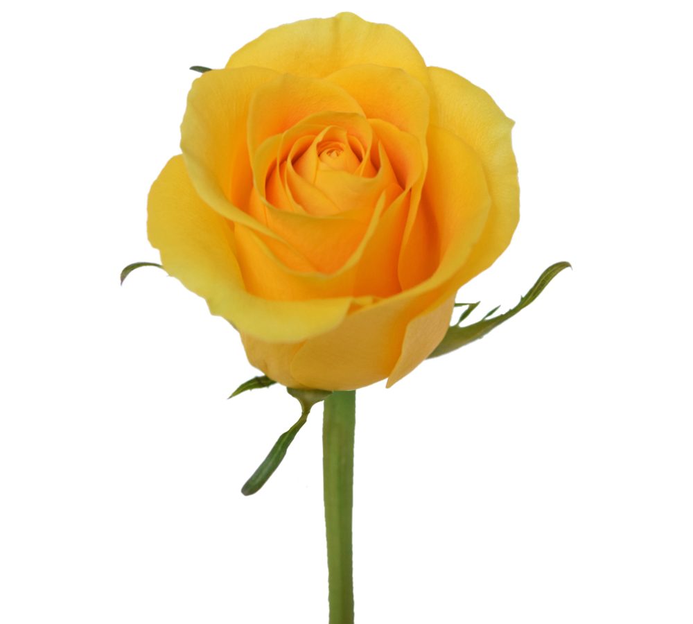 brighton-roses-front