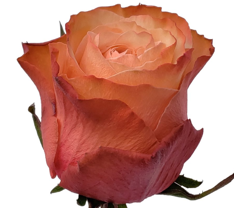 image (5)