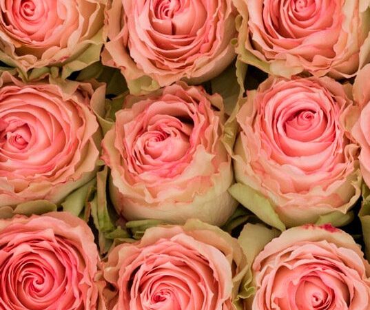 rosa-esperance2